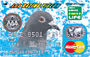 [XJ[hōw@AAA RACING PIGEON J[h